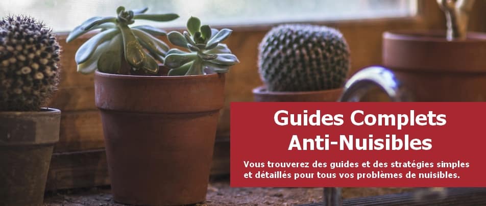 bannière constituée d'une photo de plantes grasses et cactus