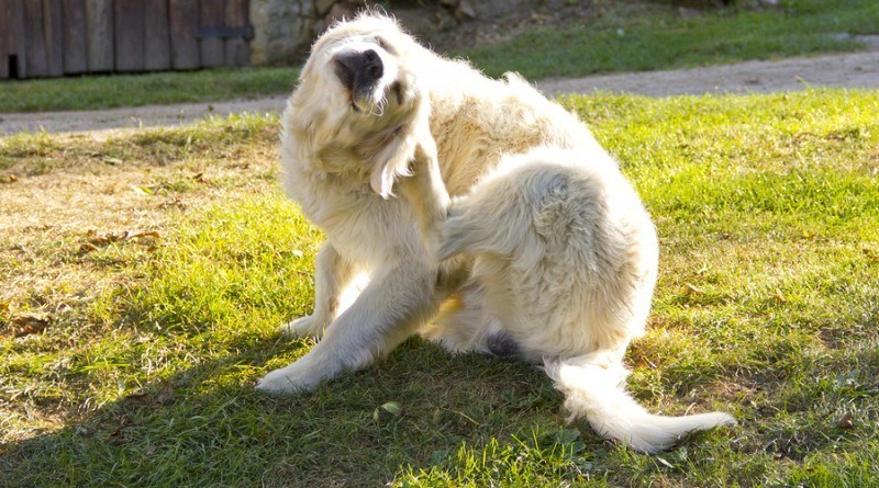 chien qui se gratte pour se débarrasser des puces