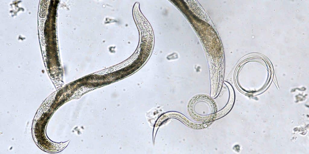 nématodes vu au microscope