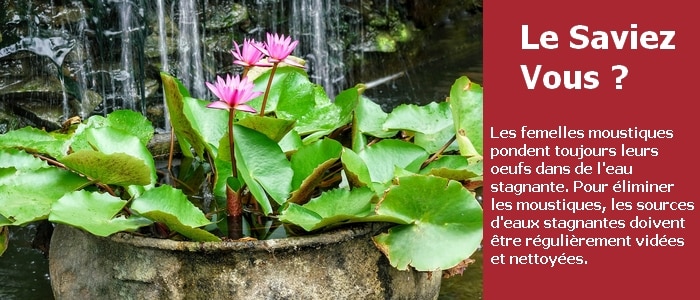 des nénuphars dans un vase d'eau stagnante sous une petite cascade