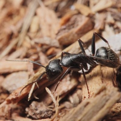 photo d'une fourmi charpentière