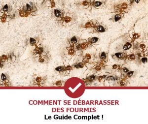 zoom sur plusieurs fourmis