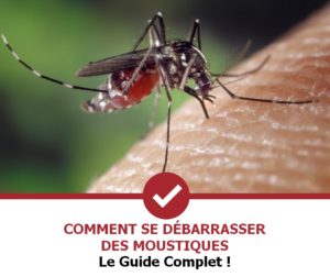 zoom sur un moustique posé sur une peau humaine en train de piquer