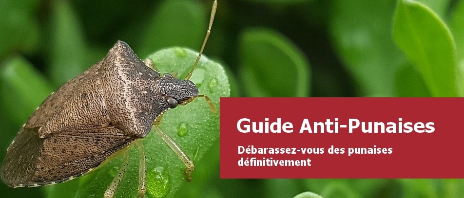 bannière constituée d'une photo de punaise sur une feuille couverte de rosée