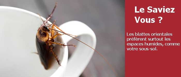 image d'une blatte orientale placée à l'intérieur d'une tasse de café