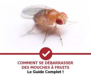 zoom sur une mouche à fruits posée sur un support blanc