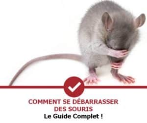 zoom sur une souris en train de faire sa toilette