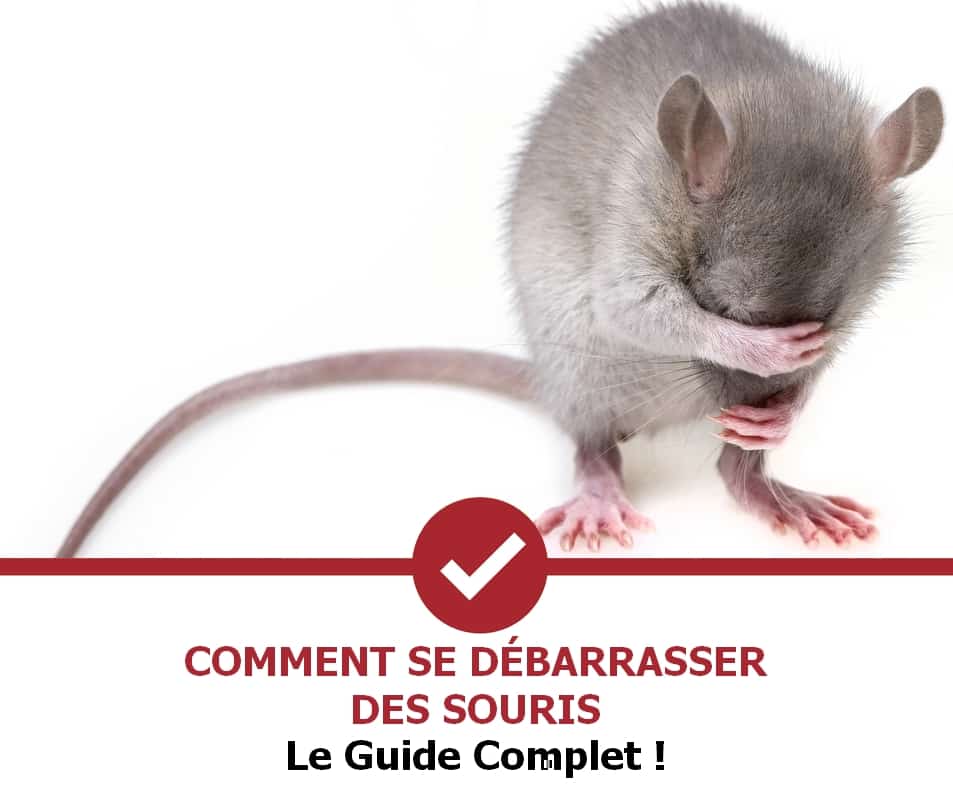 Comment Se Débarrasser Des Souris (Guide 2022) - Stop Nuisible