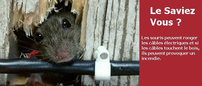 souris rongeant la gaine d'un câble électrique